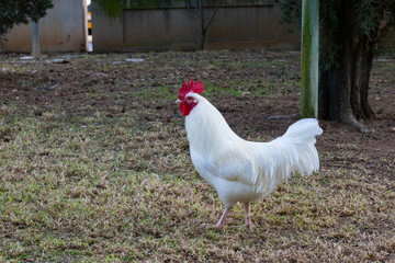 Gallo