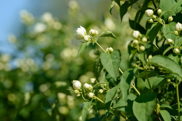 Close up of white jasmine flowers in a garden. Flowering jasmine bush in sunny summer day. Nature background.