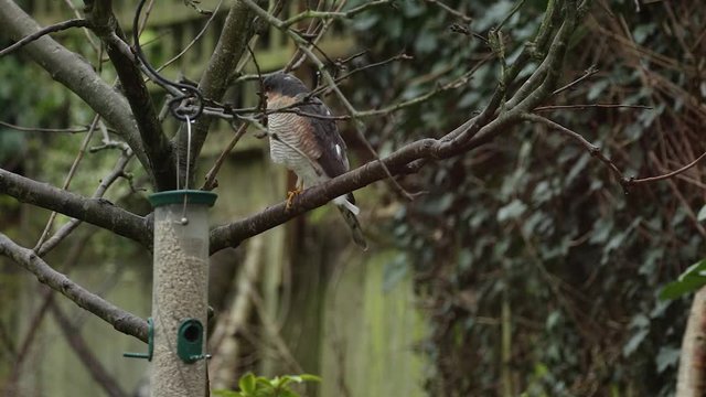 Wild Sparrowhawk Bird Of Pray In Tree By Bird Feeder Winter UK