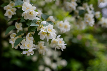 Jasmine flower growing on the bush in garden with sun rays and bokeh.Spring blooms in the garden jasmine bush.Tender jasmine flowers on green blurred background in blossoming park.