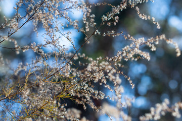 White wildflowers in the forest with blue sky background ~WINTERED~