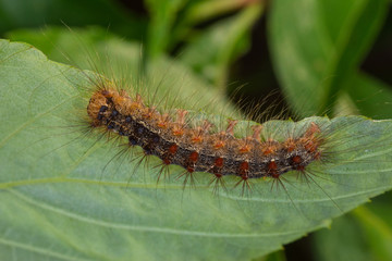 06.06.2019 DE, NRW, Leverkusen Schwammspinner, Raupe Lymantria dispar (LINNAEUS, 1758)