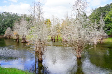 Metasequoia glyptostroboides tree grown in water	