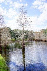 Florida winter landscape: Metasequoia glyptostroboides tree grown in water