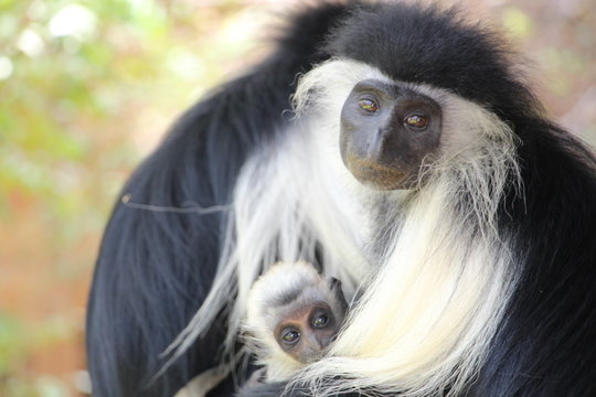 Une maman colobus et son b&eacute;b&eacute;