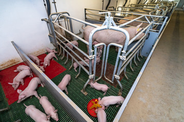  Abferkelbuchten mit viel Platz in einen modernen Schweinestall