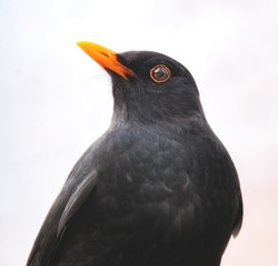 Amsel Portrait