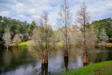 Fototapeta na wymiar Metasequoia glyptostroboides tree grown in water 