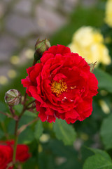 Single rose isolated with leaves on green background.