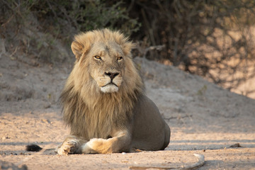 König der Löwen