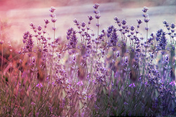 Creatve toned laveder field. Beautiful detail of scented lavender flowers field