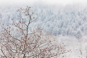 A tree with dried leaves on a background of a pine winter forest and snow