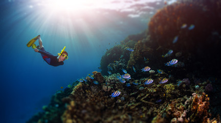 Woman freediver swims underwater and explores the vivid coral reef with fish. Tilt shift effect applied