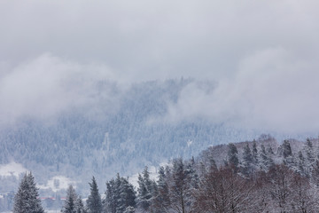Coniferous forest in the mountains covered with snow and covered with clouds