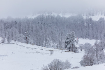 Fototapeta premium Coniferous forest in the mountains covered with snow and covered with clouds