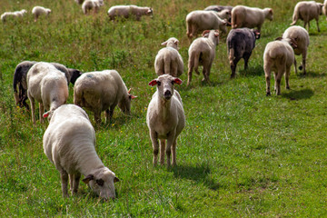 Flock Of Sheep. Pieniny Mountains, Poland.