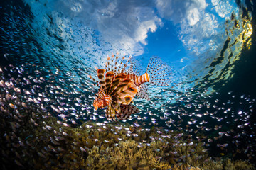 Lionfish surrounded by the prey fish swims on the reef in the tropical sea