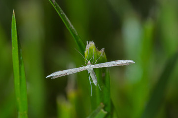 31.05.2019 DE, NRW, Remscheid, Naturschule Grund Adaina microdactyla, Federmotte Adaina microdactyla (HÃœBNER, [1813])