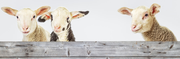 Three Lambs behind a Board