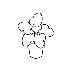 heart shaped leaves in pot plants flat