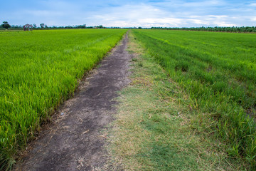 Fototapeta na wymiar rice field against blue sky