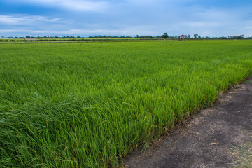 Fototapeta na wymiar rice field against blue sky