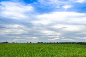 rice field against blue sky