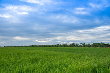 rice field against blue sky