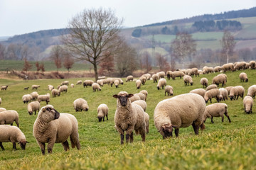 Obraz na płótnie Canvas Flock of Sheep on the Grazing Land