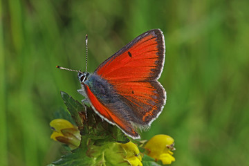 07.06.2019 DE, NRW, Stolberg, Schlangenberg Lilagold-Feuerfalter Lycaena hippothoe (LINNAEUS, [1760])