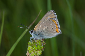 07.06.2019 DE, NRW, Stolberg, Schlangenberg Lilagold-Feuerfalter Lycaena hippothoe (LINNAEUS, [1760])