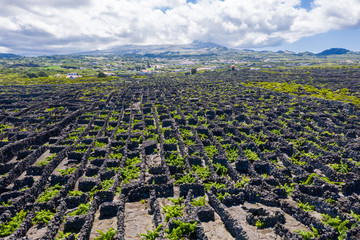 Man-made landscape of the Pico Island Vineyard Culture, Azores, Portugal. Pattern of spaced-out, long linear walls running inland from, and parallel to the rocky shore with Pico volcano in background