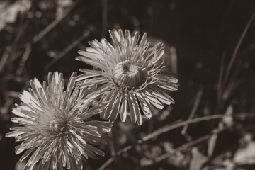 Close up of dandelion flowers, dandelion flowers in black and white, gentle silky contrast, sepia, black and white photography