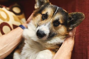 young man owner petting the dog, resting with his pet at home on couch, spending time together, cute Welsh Corgi puppy looking funny. Concept friendship with dog and human, cute moments, relaxing