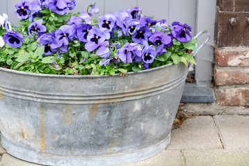 Vintage rustic floral background with blue pansies in an old galvanized basin close-up with free...