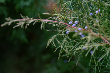 Juniper branch with blue berries with green background