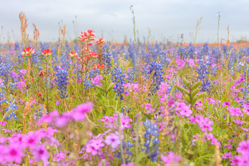 Field of wildflowers in full bloom during spring. Texas blue bonnets and indian paint brush wildflowers