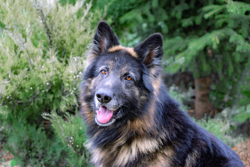 German shepherd with long hair with his tongue hanging out