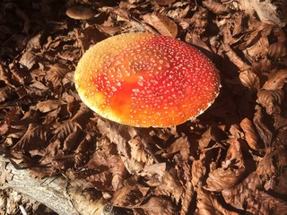 Amanita Muscaria in the forest of the Tuscan-Emilian Apennines, Italy