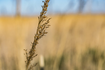 Getreide Feld Nahaufnahme