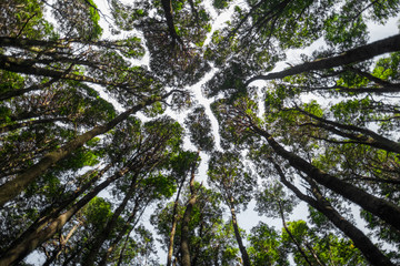 Green healthy forest, down to top view