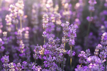 Lavender flowers in bloom in sunlight. Purple lavender field