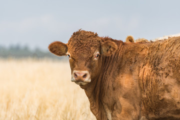 Kuh auf dem Feld Nahaufnahme