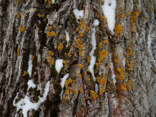 tree bark with snow and moss
