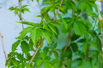 wild grape shoots on a white wall background