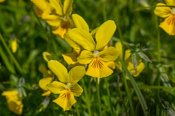 Fototapeta premium 07.06.2019 DE, NRW, Stolberg, Schlangenberg Galmei-Veilchen Viola calaminaria
