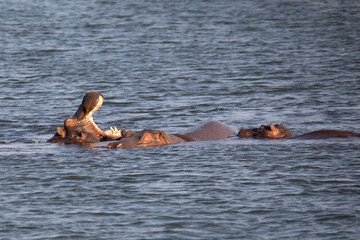 Flusspferde beim Bad