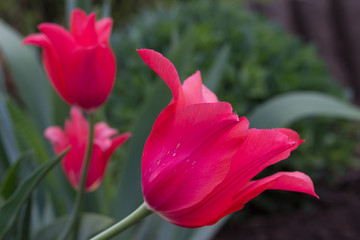 bud of a red tulip growing on a city flowerbed