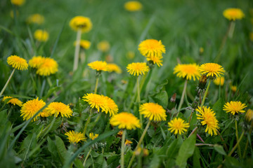 Yellow flowers of dandelions on green grass.