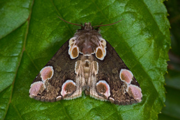 31.05.2019 DE, NRW, Remscheid, Naturschule Grund Rosen-Eulenspinner, Roseneule Thyatira batis (LINNAEUS, 1758)